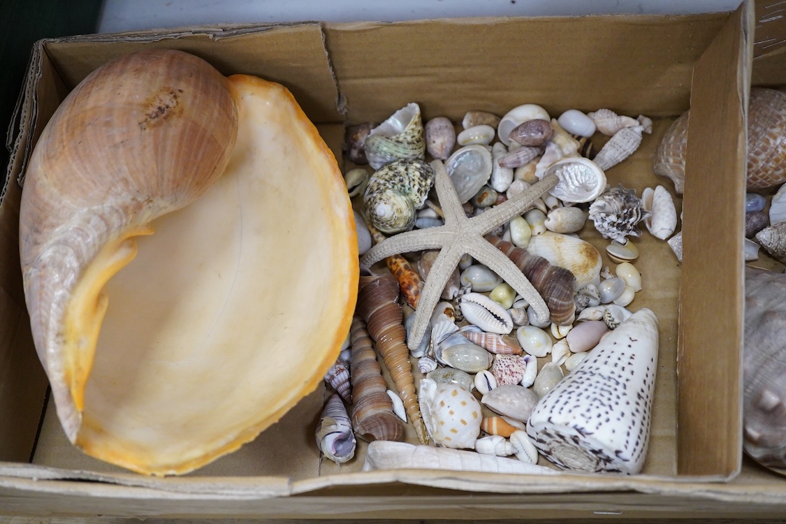 A selection of seashells and other marine invertebrates